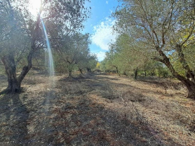 Armeni bei Chania MIT VIDEO: Kreta, Armeni bei Chania: Erstklassiges Baugrundstück mit Bergblick, Obstgarten und Strandnähe Grundstück kaufen